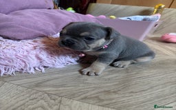 French Bulldog dogs for sale: Chunky French bulldog 3x girl puppies 23/10/25 - Image 8