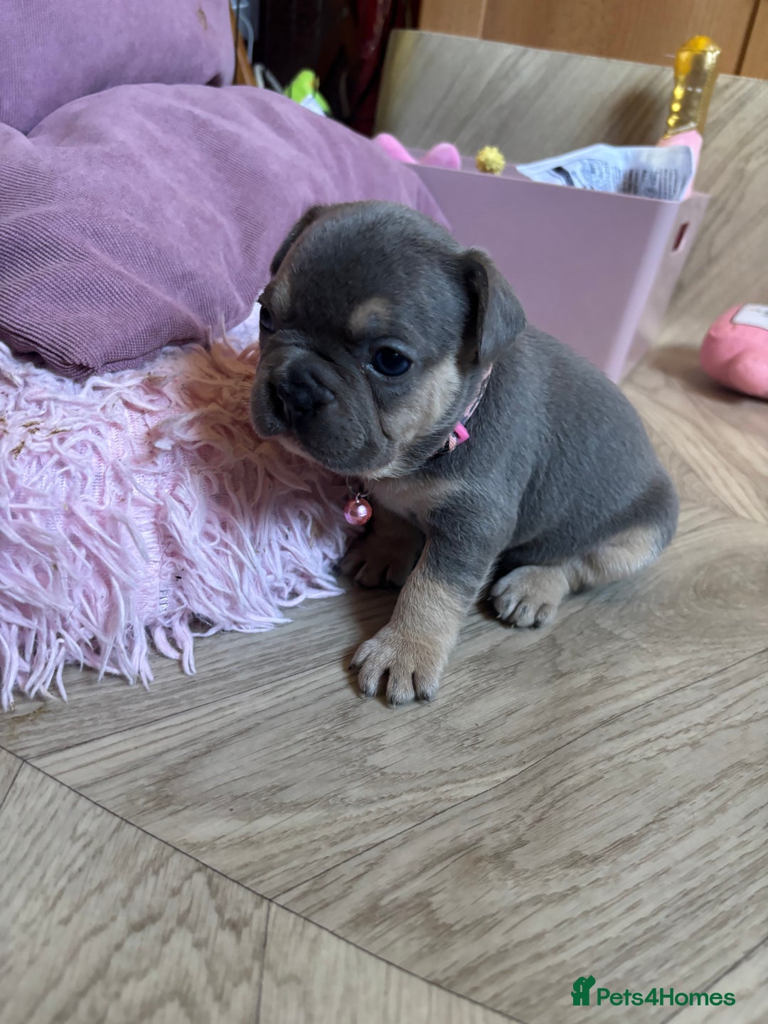 French Bulldog dogs for sale: Chunky French bulldog 3x girl puppies 23/10/25 - Image 8