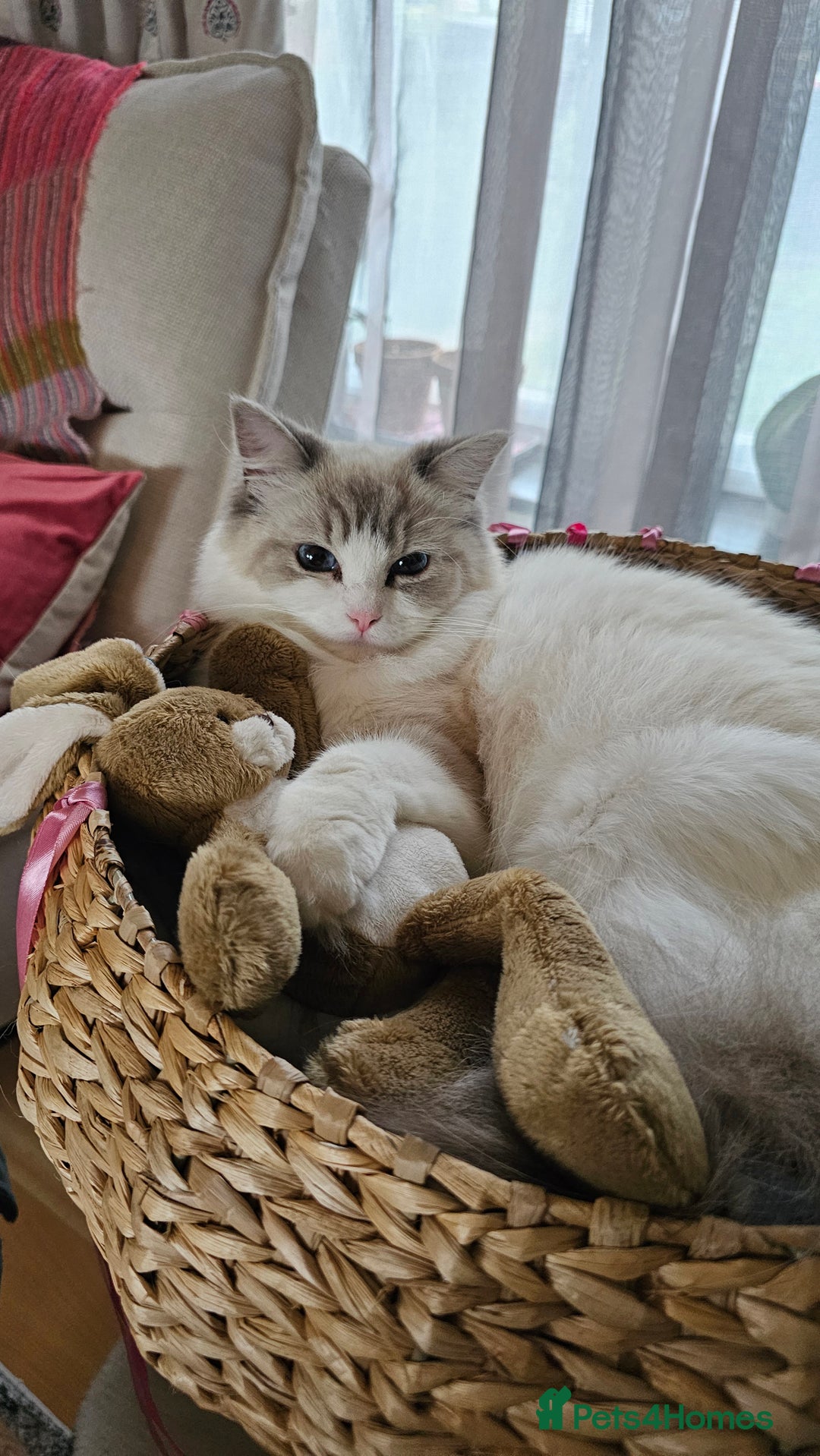 Ragdoll cats for sale: Ragdoll  - Image 4