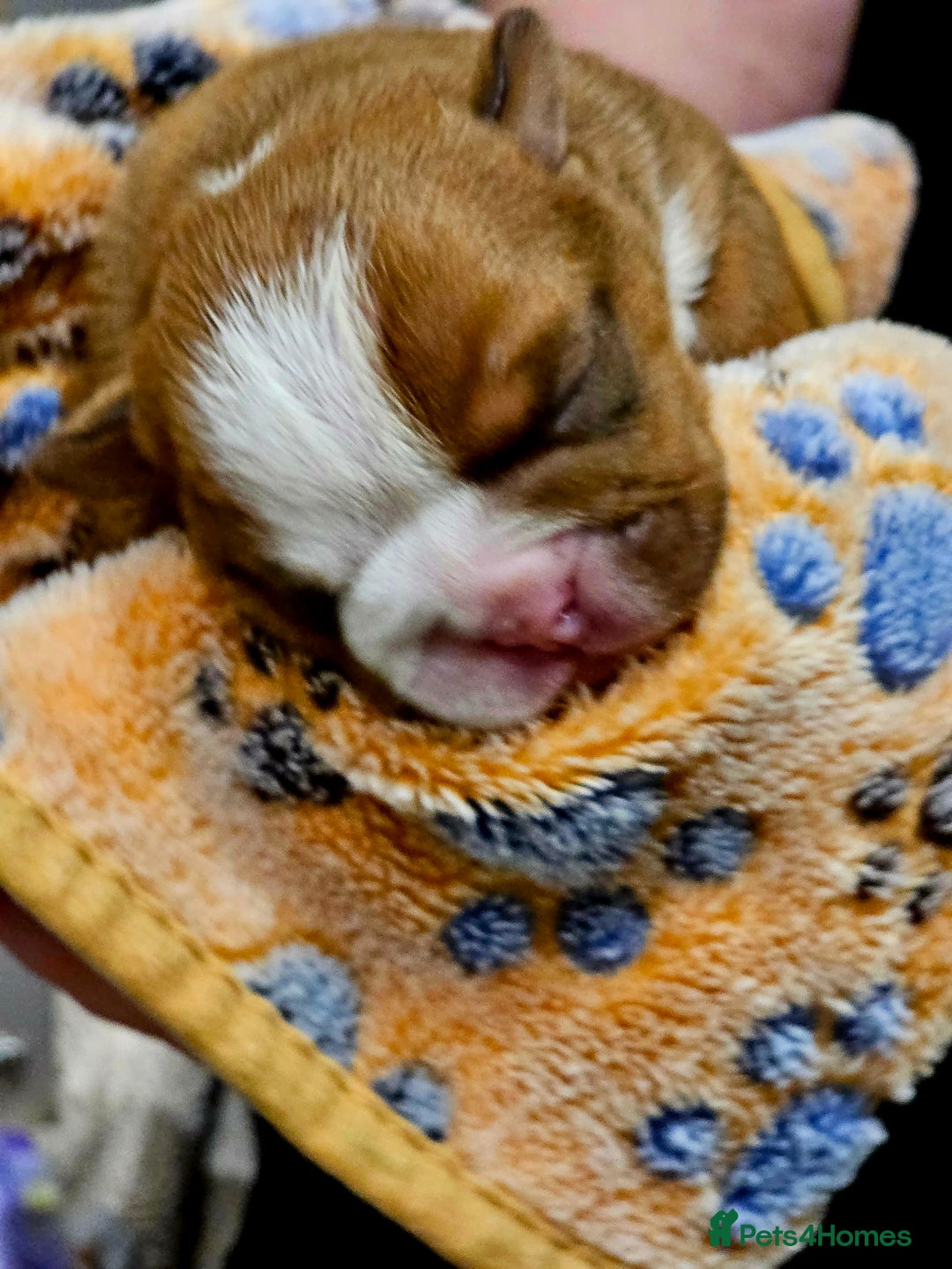 English Bulldog dogs for sale: KC Reg English Bulldogs Champion Bloodlines  - Image 13