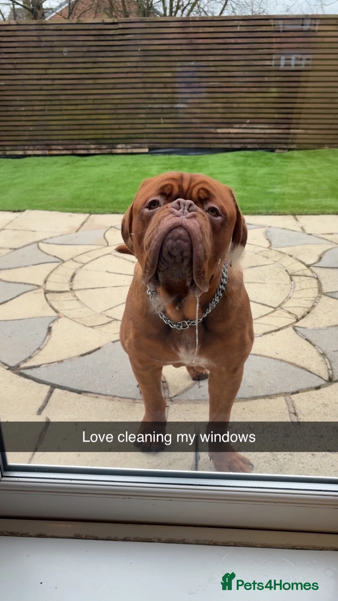 Dogue De Bordeaux dogs for sale: 12mth old Ernie free to suitable owner - Advert 4