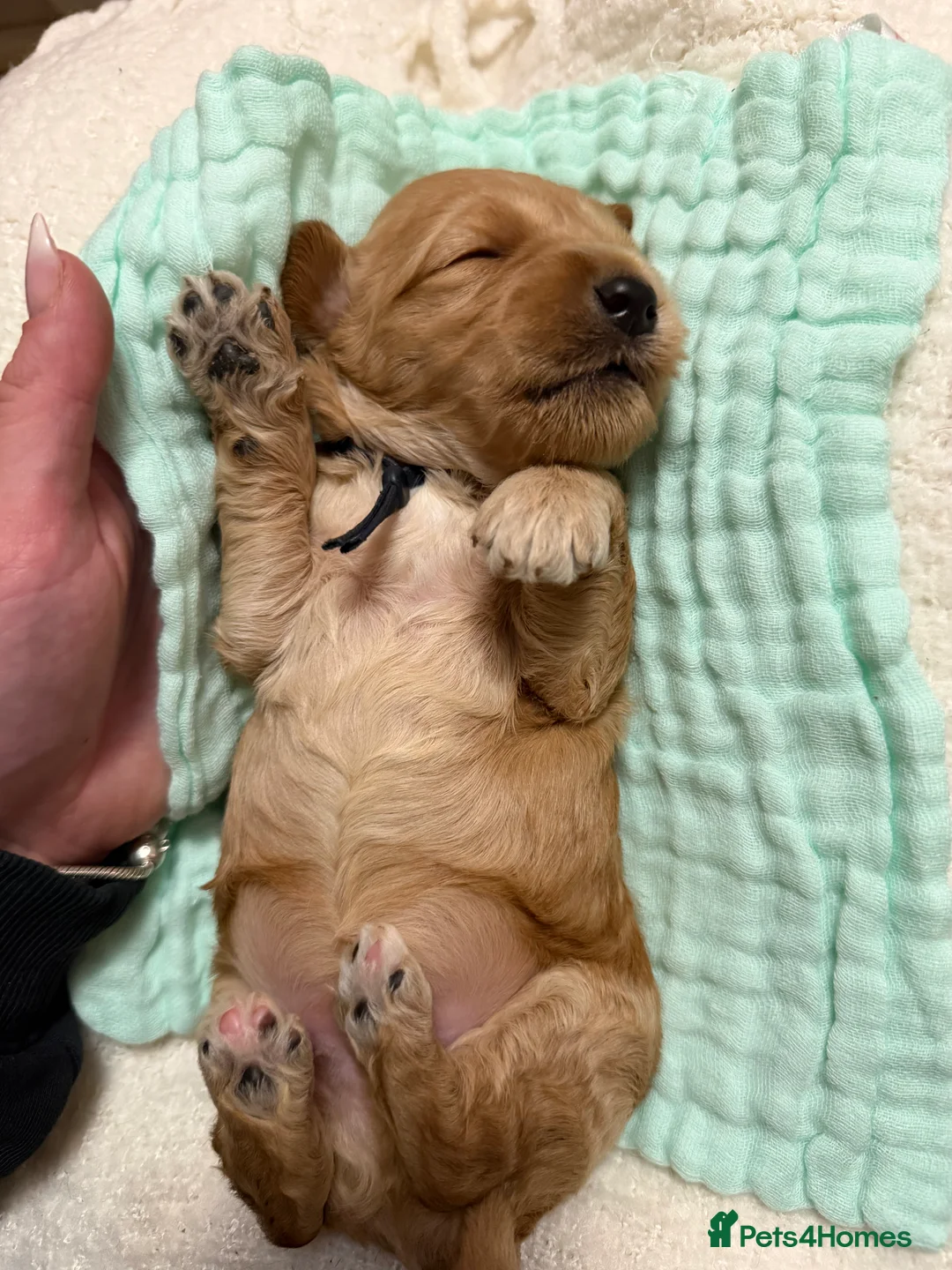 Labradoodle dogs for sale: Labradoodle  - Advert 24