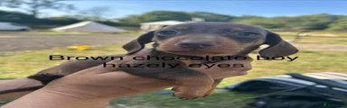 Miniature Dachshund 3