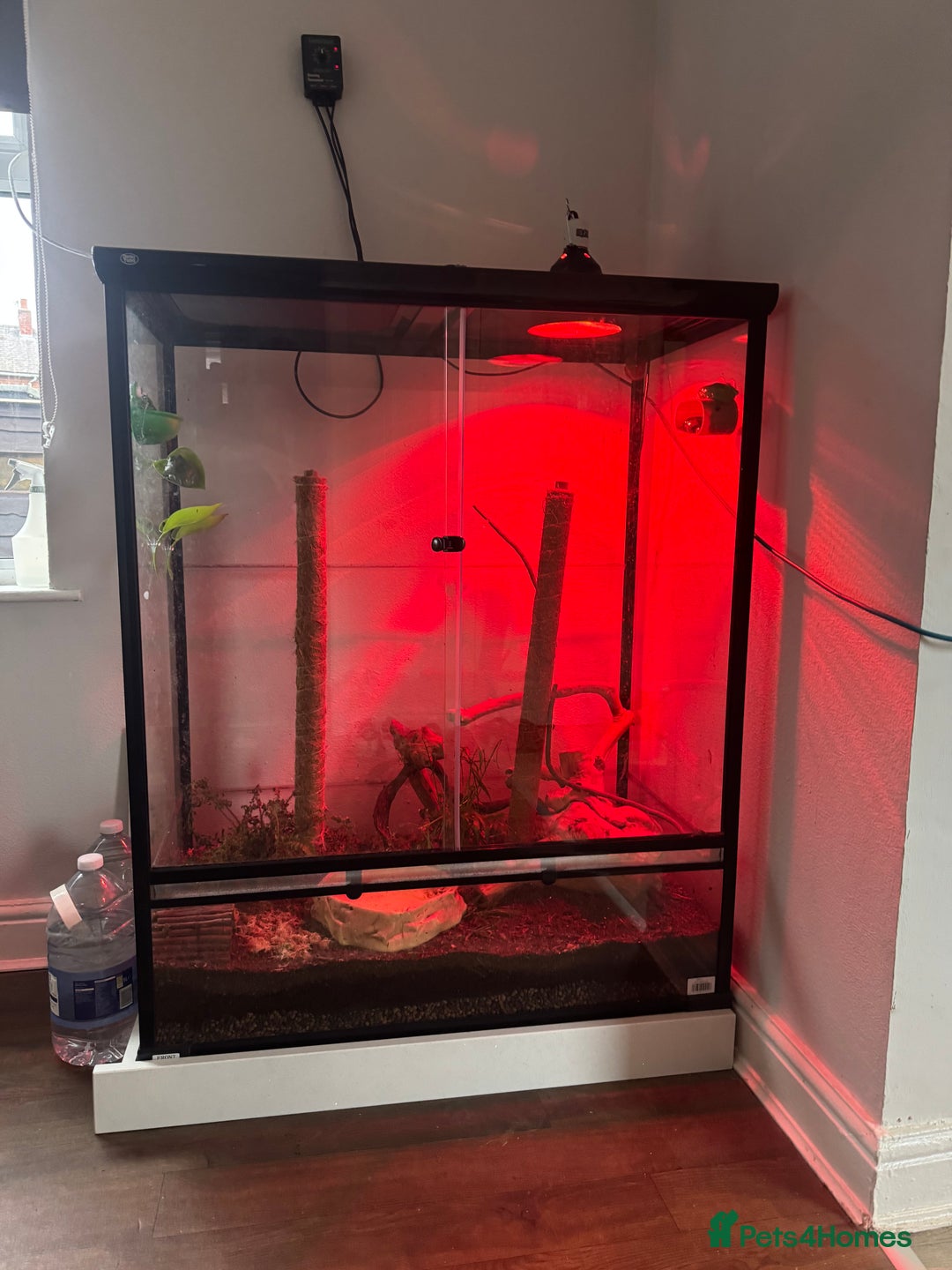 Frog reptiles for sale: 9 tree frogs and terrarium  - Advert 2