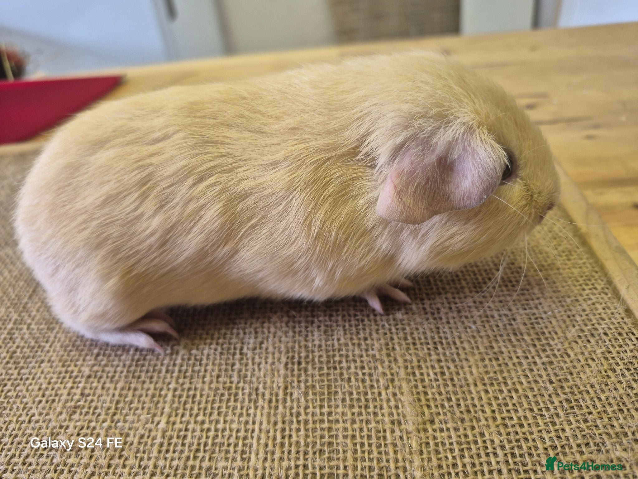 Guinea Pig rodents Boars available  - Advert 1