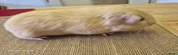 Guinea Pig rodents for sale: Boars available  - Advert 1