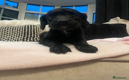 Cockapoo dogs for sale: 4 Stunning and Healthy cockapoos *2 girls 2boys* - Image 14