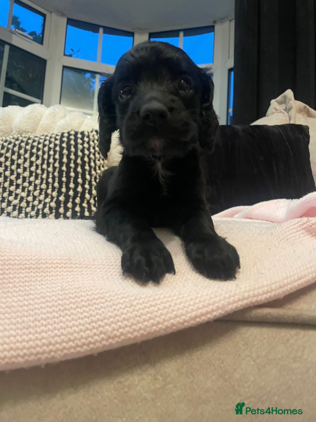 Cockapoo dogs for sale: 4 Stunning and Healthy cockapoos *2 girls 2boys* - Image 14