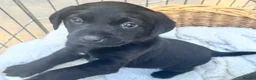 Labrador Retriever dogs for sale: Labrador Puppies 🐾 - Advert 6