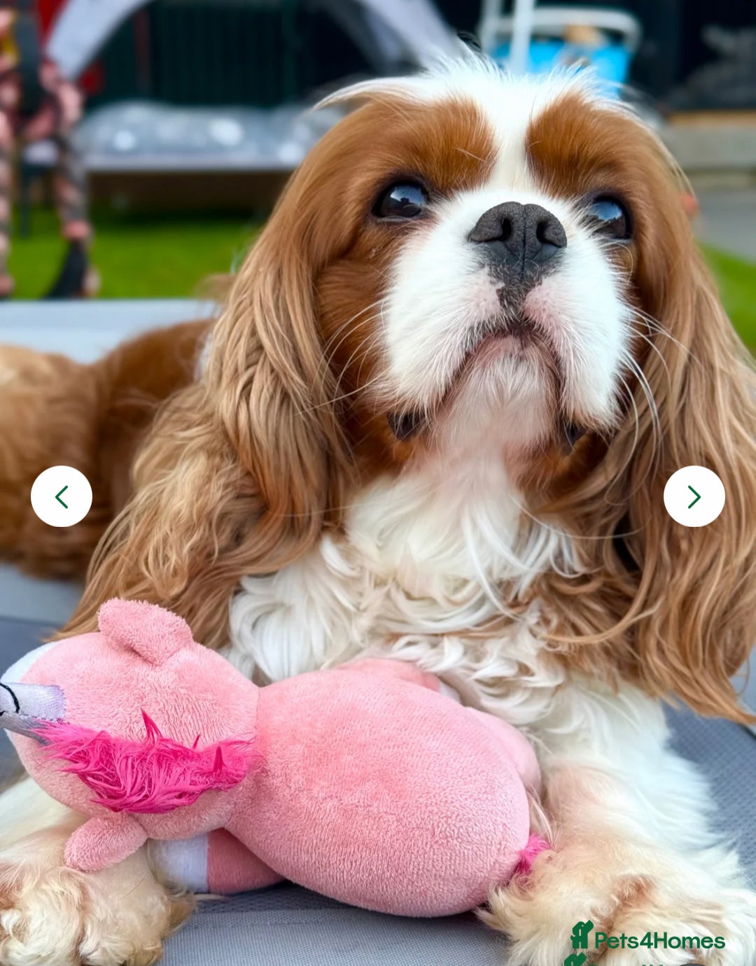 Cavalier King Charles Spaniel dogs for sale: King Charles Cavalier Boy Puppy Champ Stud - Advert 9
