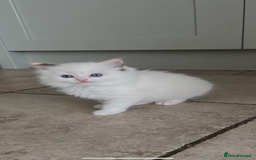 Ragdoll cats for sale: 2 fluffy ragdoll girls READY NOW - Image 2