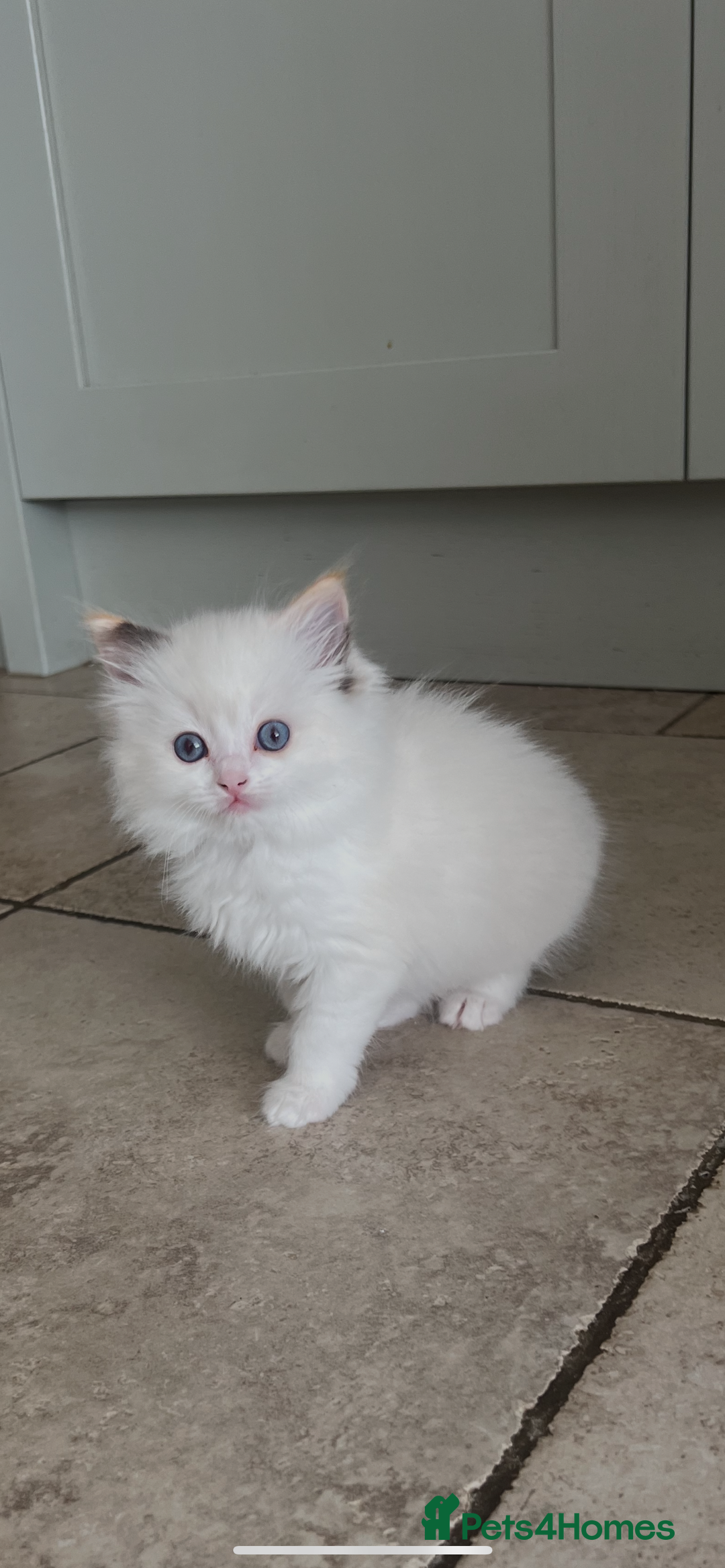 Ragdoll cats for sale: 2 fluffy ragdoll girls READY NOW - Image 2