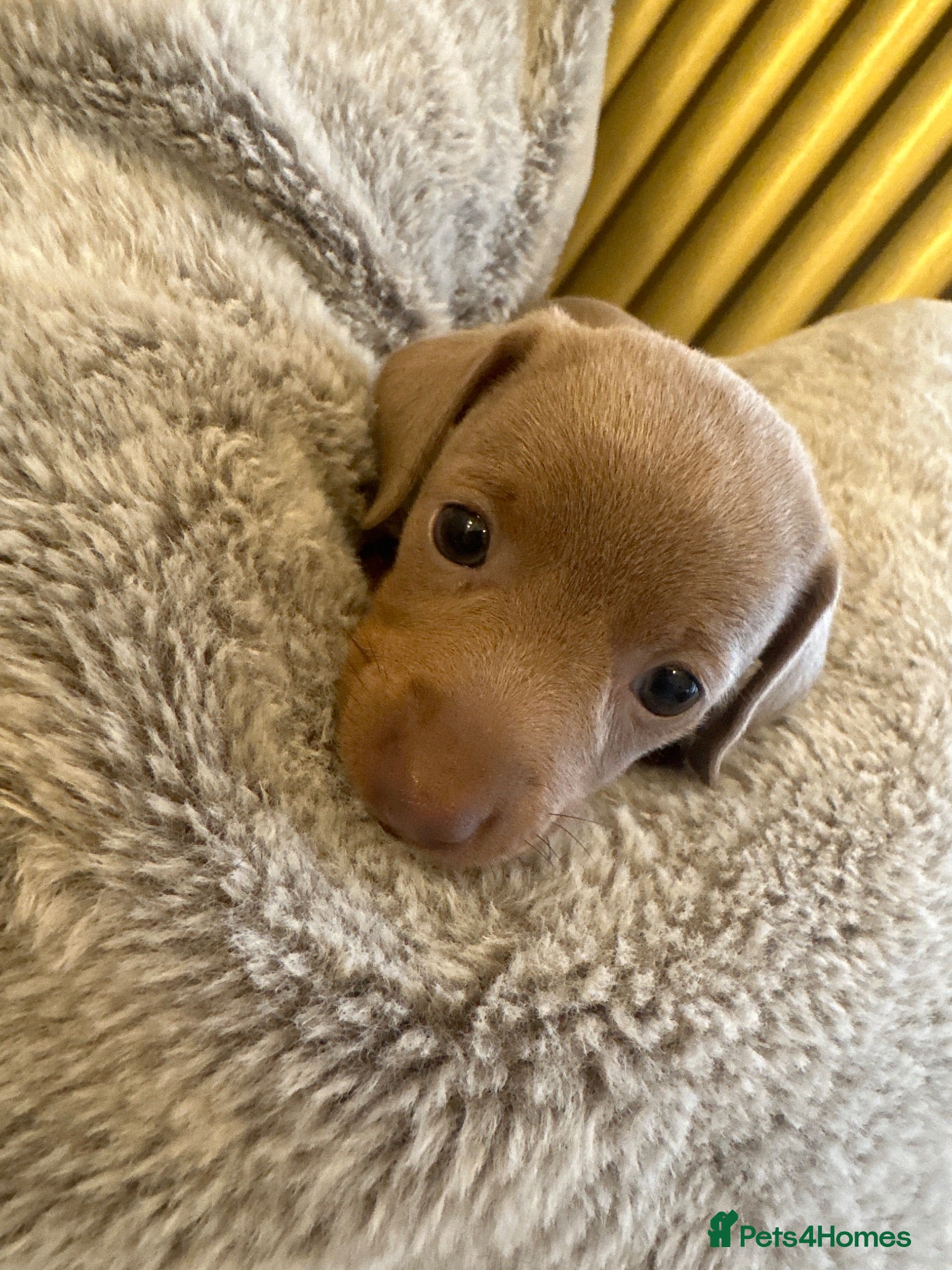 Miniature Dachshund dogs 🤍exceptional KC PRA clear🤍 - Advert 2