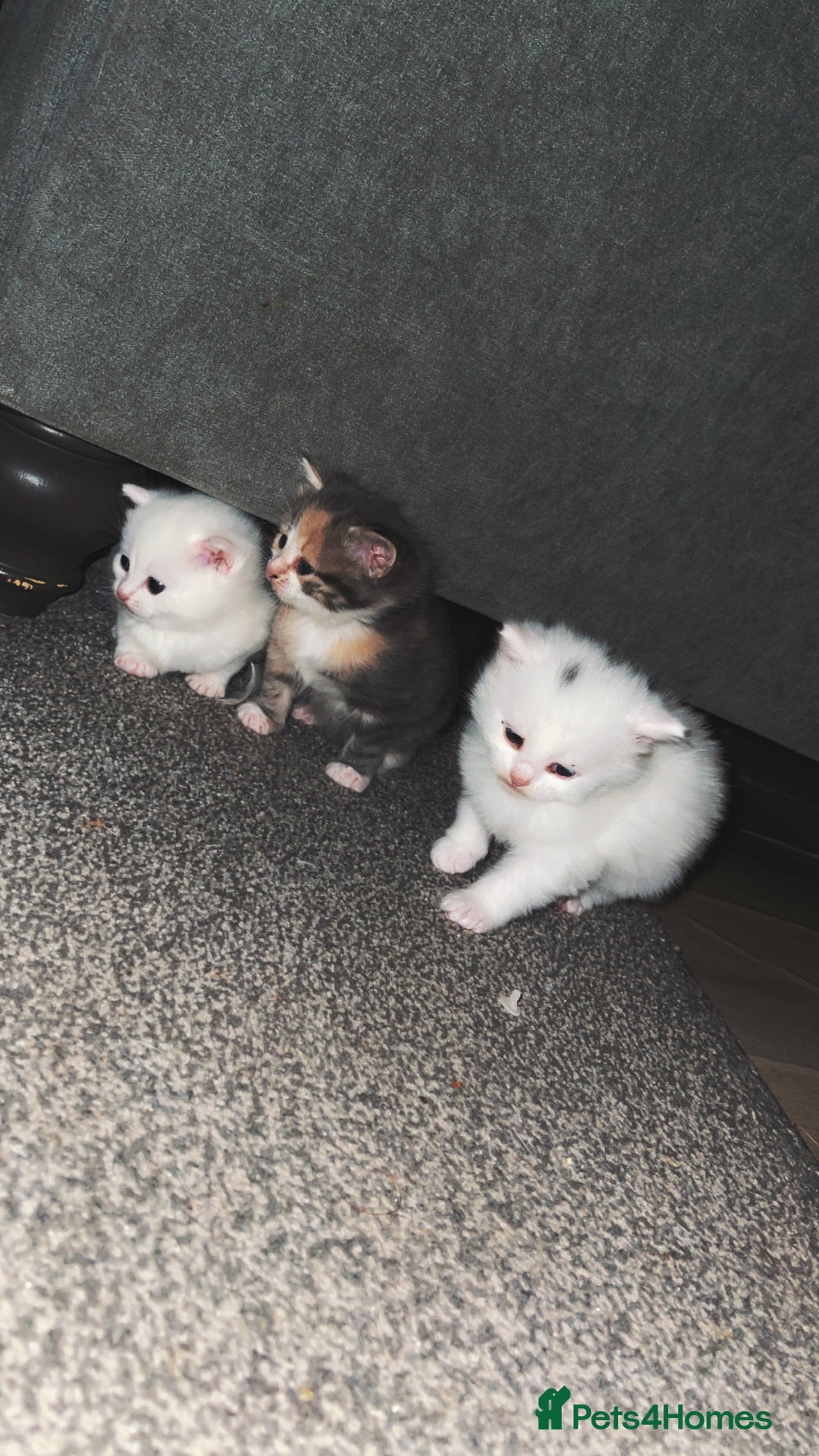 Turkish Angora cats for sale: Beautiful Turkish angora kittens.  - Advert 1