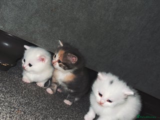 Turkish Angora cats Beautiful Turkish angora kittens. - Advert 11