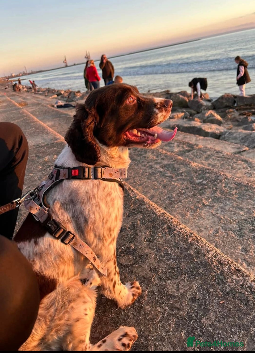 Sprocker dogs for sale: Beautiful Sprocker Pups - Advert 2