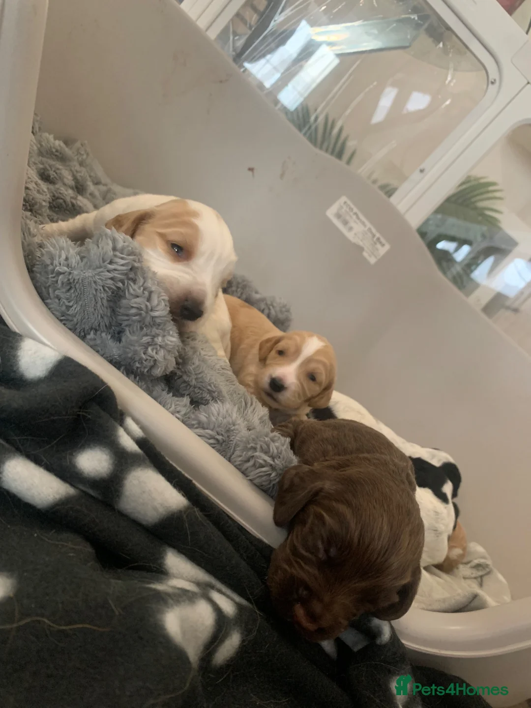 Cocker Spaniel dogs for sale: Six gorgeous cocker spaniel pups - Advert 1