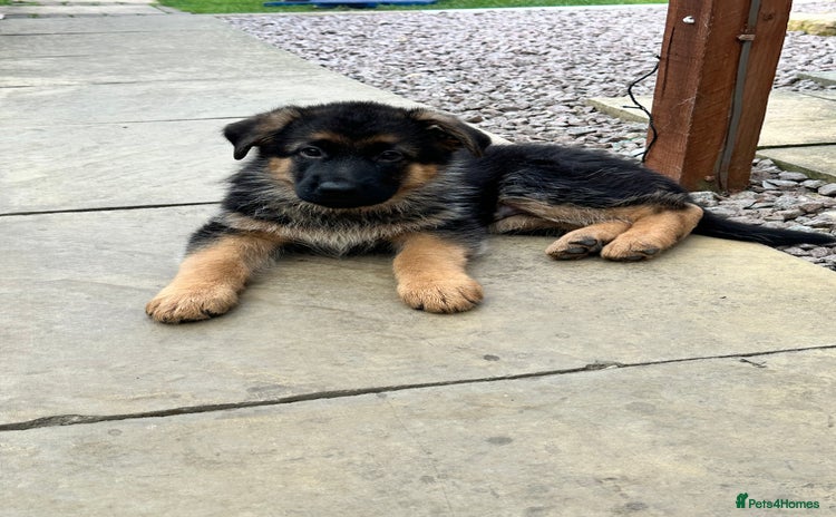 German Shepherd dogs - Advert 3