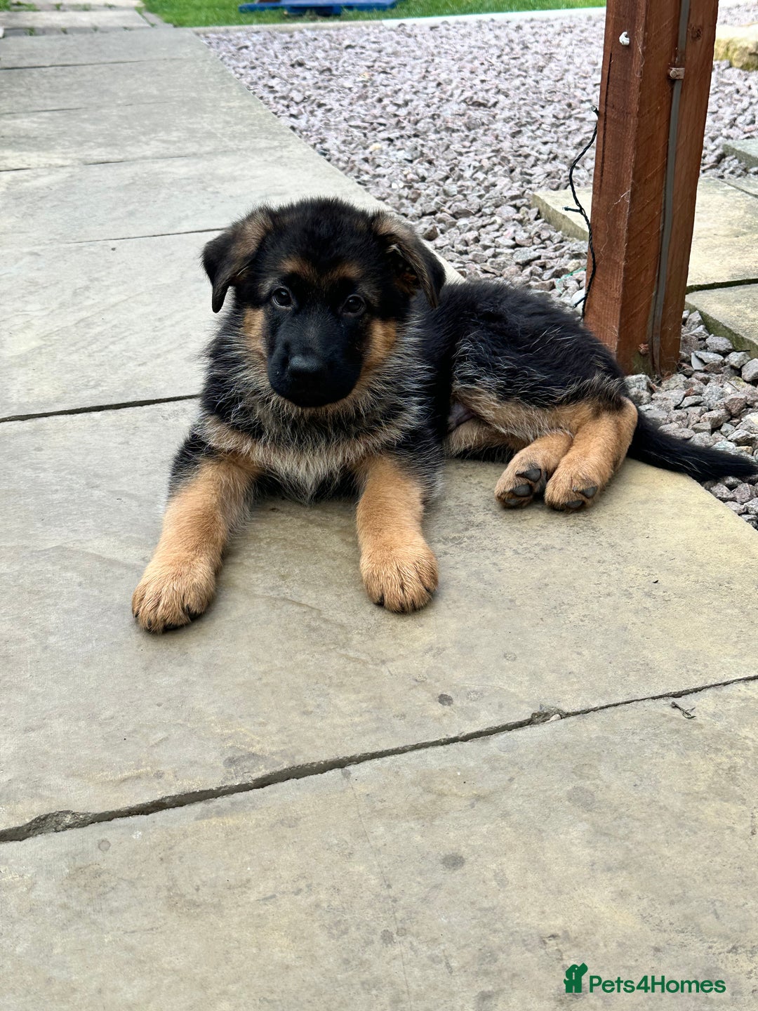 German Shepherd dogs for sale: KC show line German Shepherd puppies - Image 1