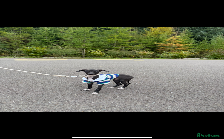 Italian Greyhound dogs - Advert 1
