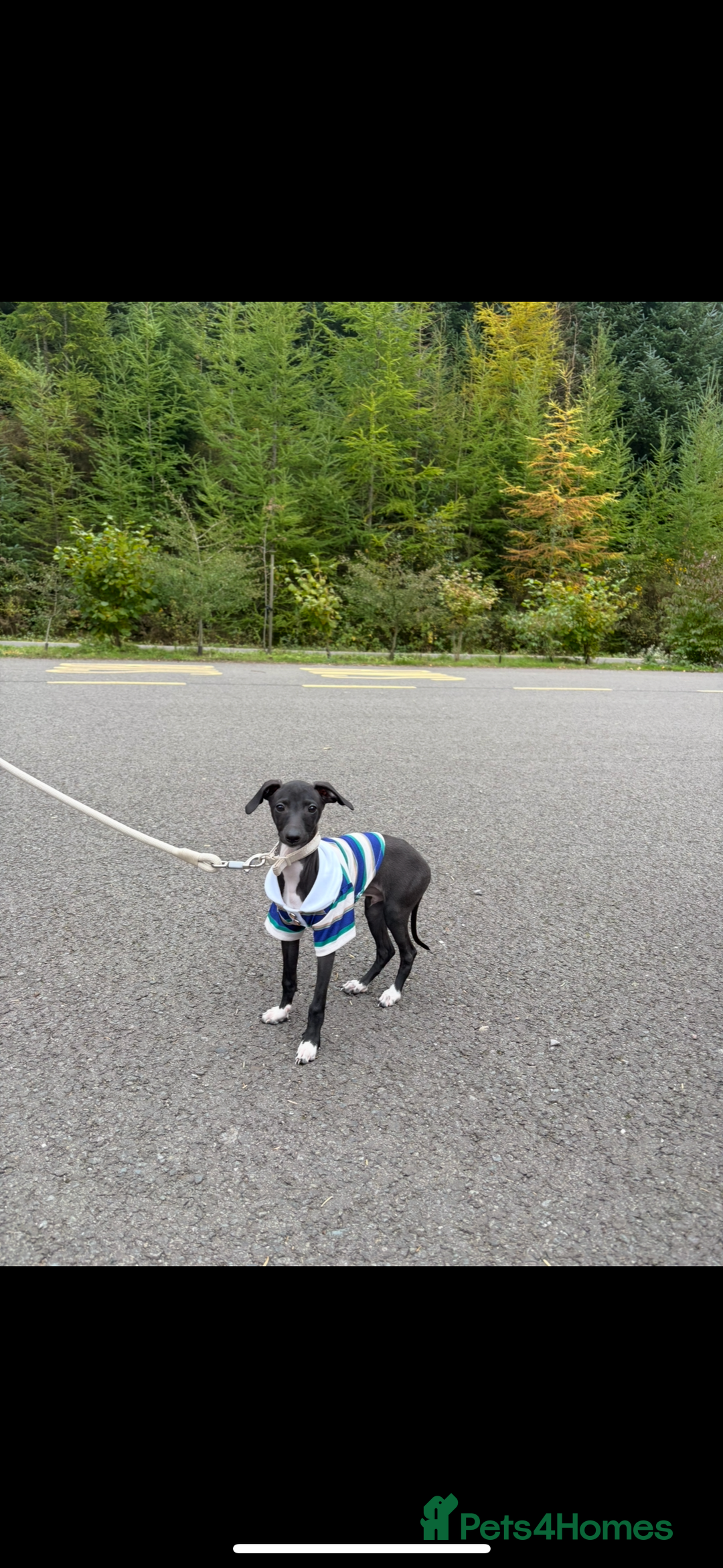 Italian Greyhound dogs for sale: Beautiful tiny Italian greyhound 11 weeks.  - Image 1