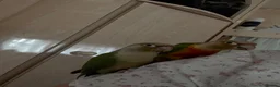 Conures birds for sale: Indie and Mango  in King's Lynn - Advert 5