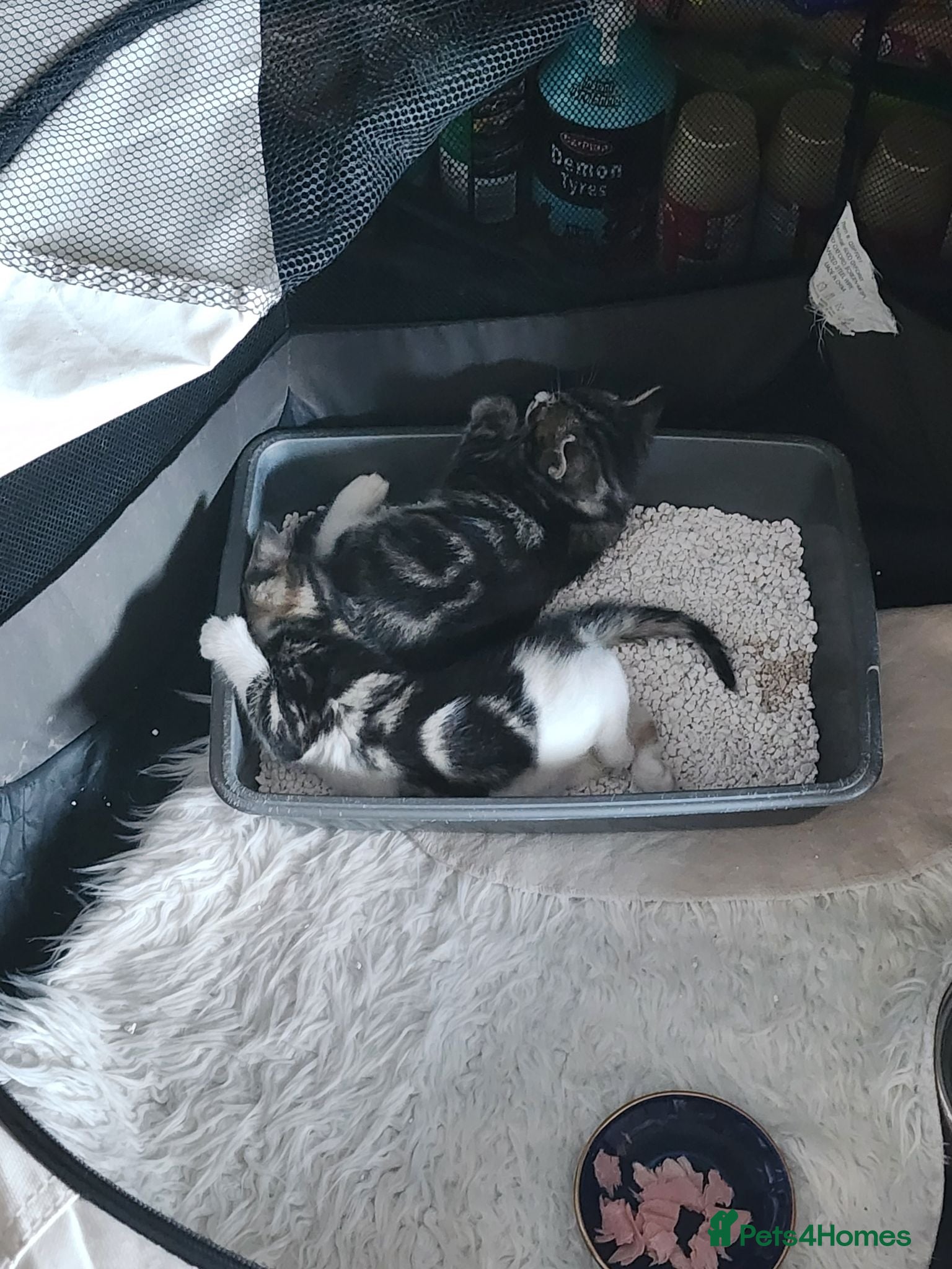 Mixed Breed cats Two adorable female tabby kittens for sale - Advert 2