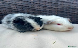 Guinea Pig rodents for sale: Male baby guinea pigs - Image 5