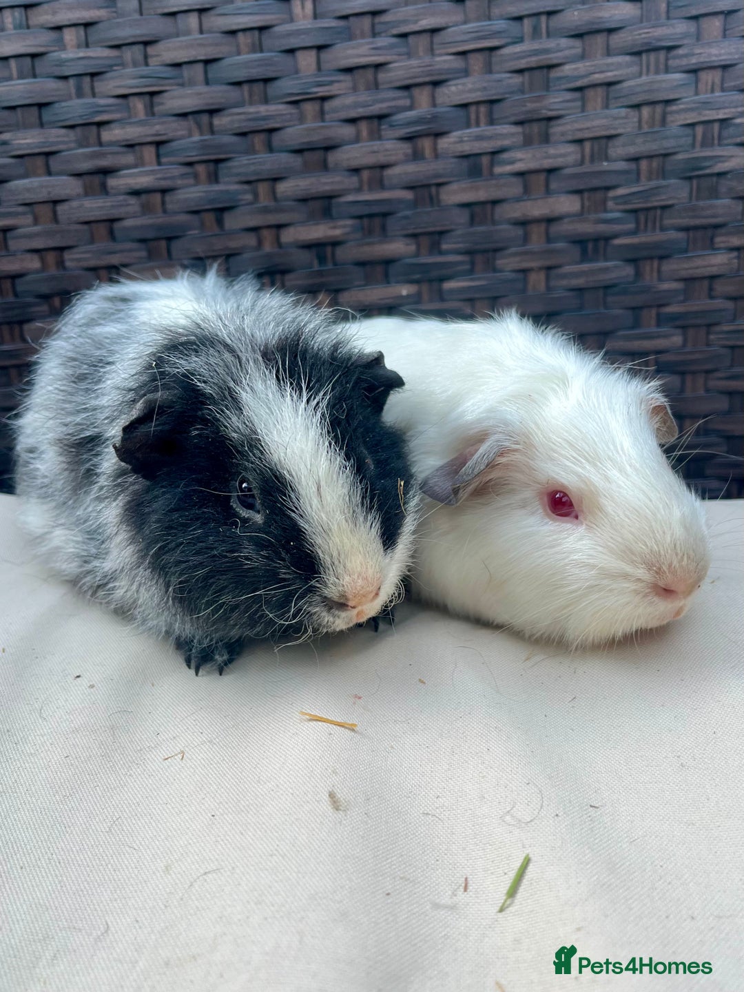 Guinea Pig rodents for sale: Male baby guinea pigs - Image 5