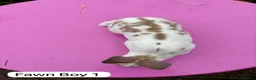 Rex rabbits for sale: Mini Rex Rabbits Mixed Colours Very Friendly  - Advert 16