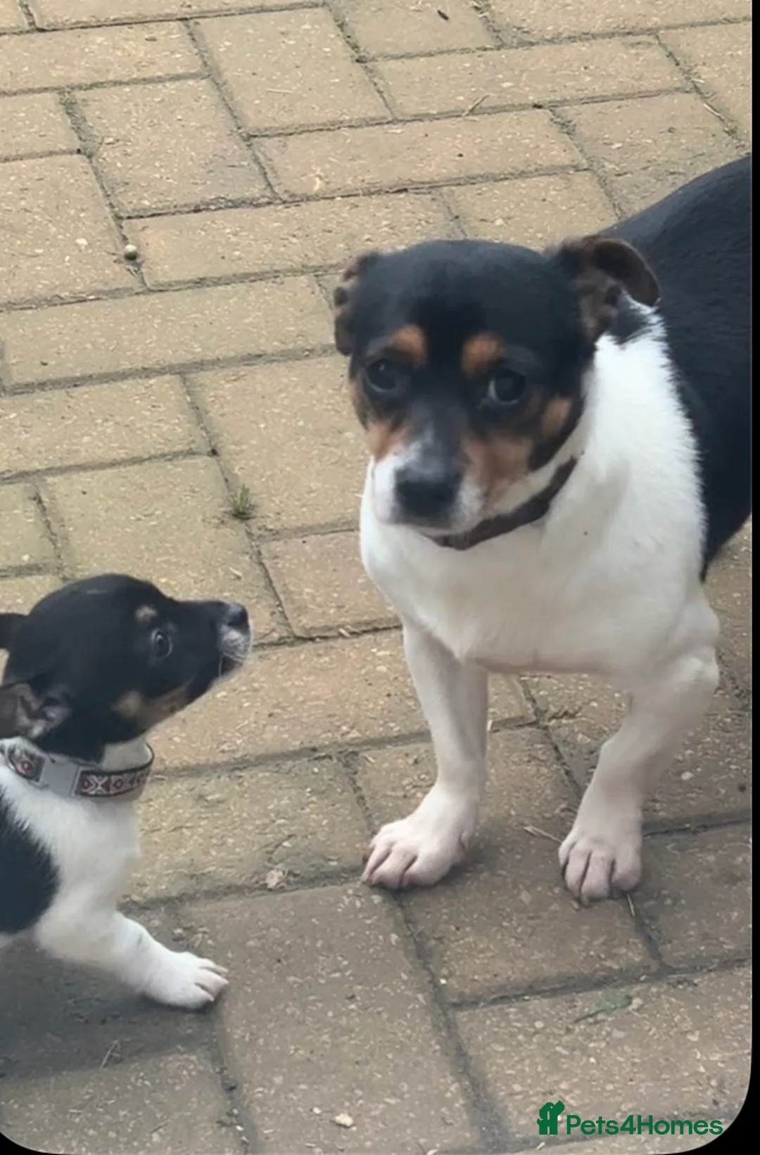 Jack Russell dogs for sale: Miniature Jack Russell Puppy  - Advert 2