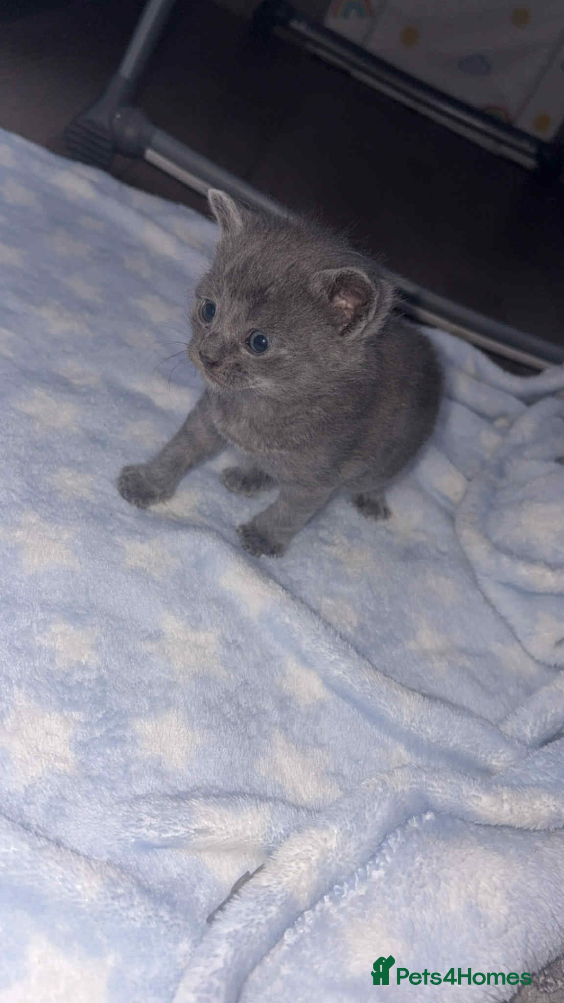 British Shorthair cats 1 male shorthair💙2 female💗🏡 - Advert 14