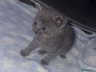British Shorthair cats 1 male shorthair💙2 female💗🏡 - Advert 11