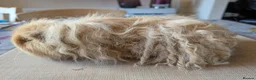 Guinea Pig rodents for sale: Gorgeous bonded boys  - Advert 6