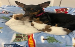 Mixed Breed dogs for sale: Chihuahua x Jack Russell puppies - Image 2