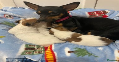 Mixed Breed dogs - Advert 5