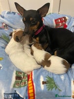 Mixed Breed dogs - Advert 5