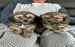 Shih Tzu dogs for sale: Shih Tzu puppies  - Image 7