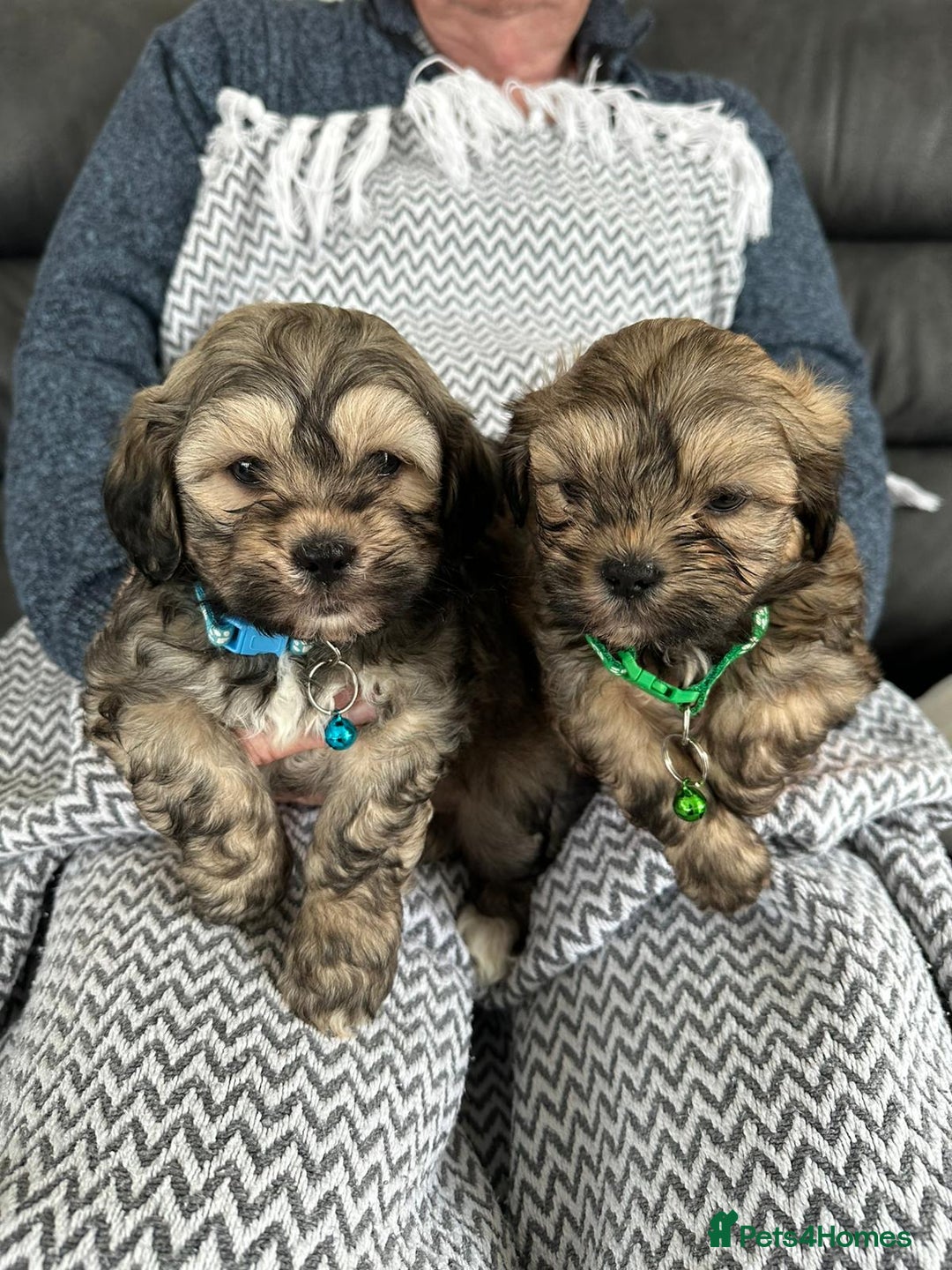 Shih Tzu dogs for sale: Shih Tzu puppies  - Image 7