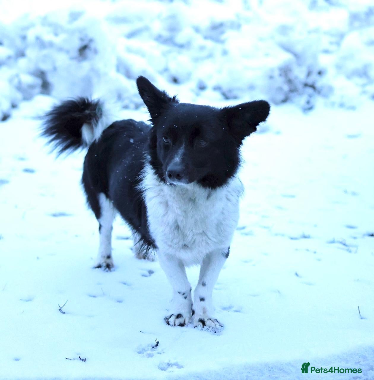 Mixed Breed dogs 🐶❤️ CLAIRE  - A Little Burst Of Happiness 🐶 - Advert 1