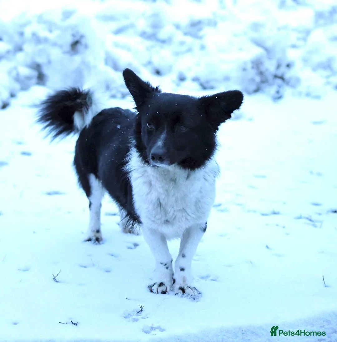 Mixed Breed dogs for adoption: 🐶❤️ CLAIRE  - A Little Burst Of Happiness 🐶 - Advert 1