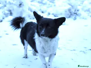 Mixed Breed dogs 🐶❤️ CLAIRE - A Little Burst Of Happiness 🐶 - Advert 1