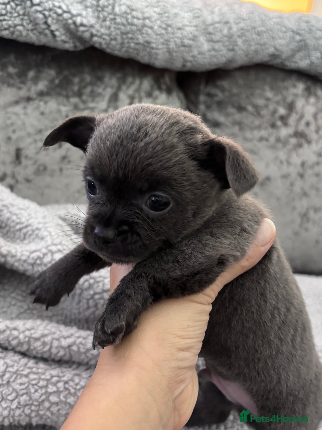 Chihuahua dogs for sale: KCREG Long/Shorthair chihuahua Champ/russian Lines - Advert 12