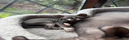 Sphynx cats for sale: 3 Sphynx kittens - Advert 8