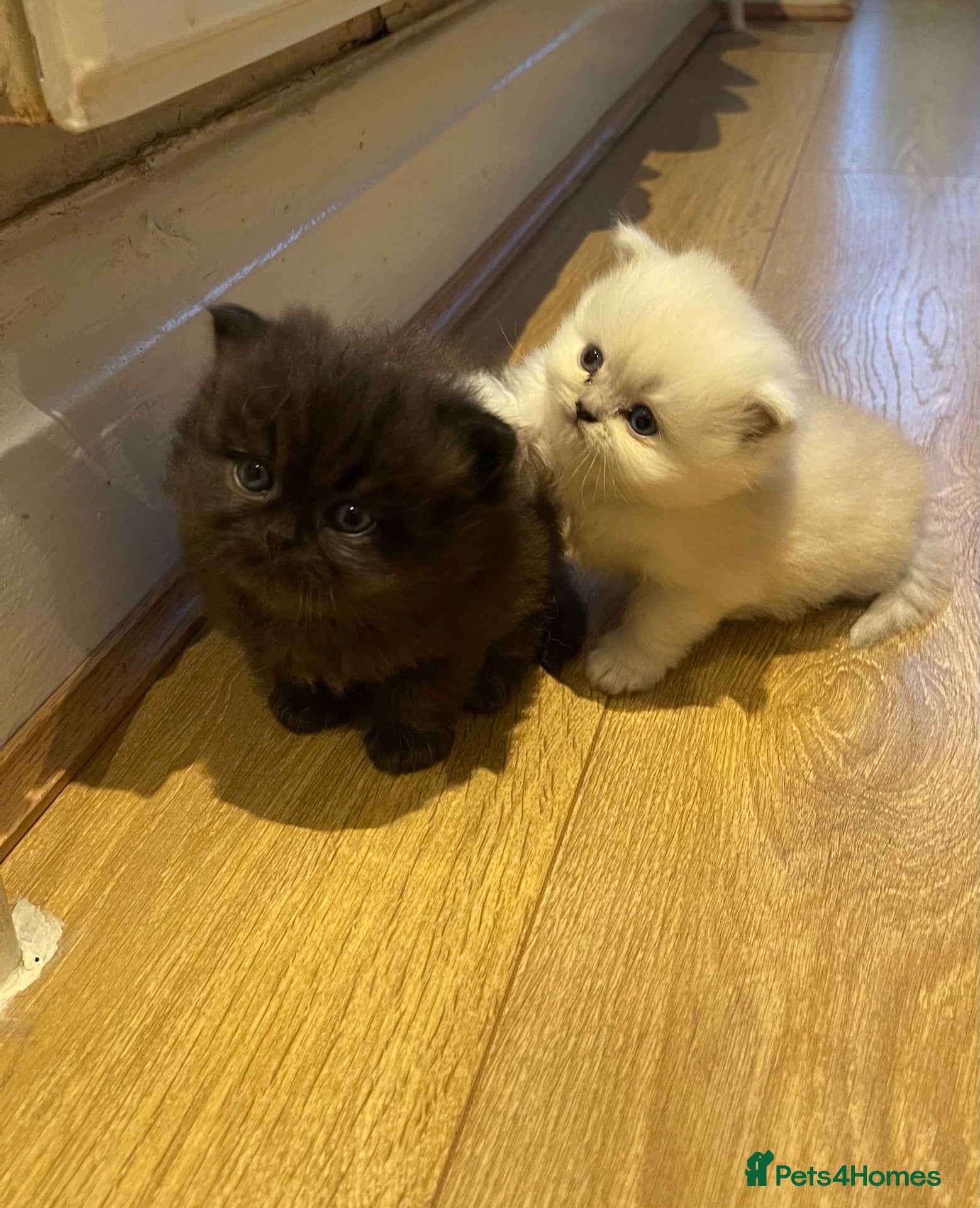 Persian cats for sale:  2 beautiful pure bred Persian kitten - Advert 6
