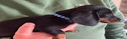 Miniature Dachshund dogs for sale: Beautiful miniature Dachunds - Advert 20