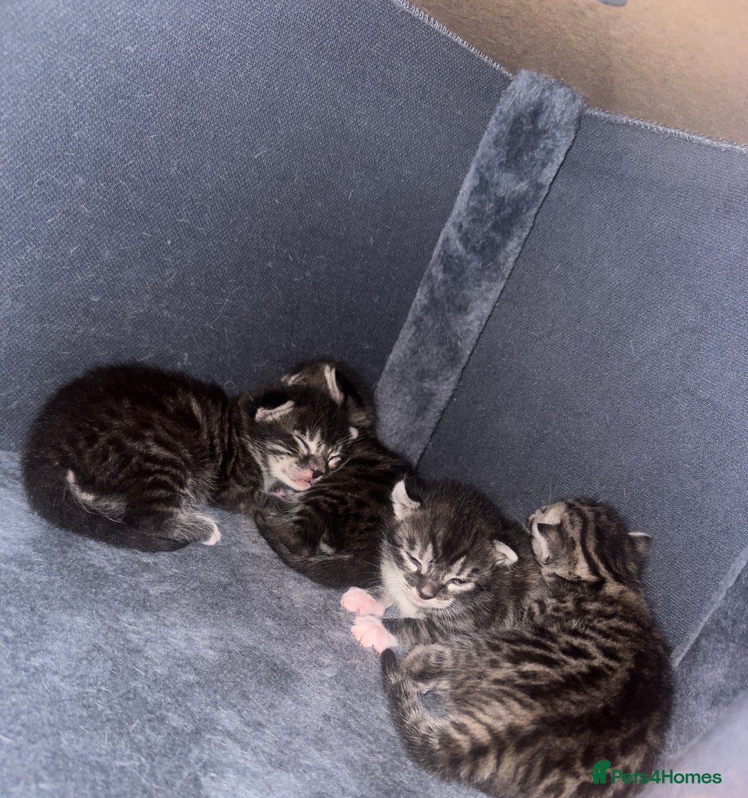 Bengal cats for sale: Stunning Silver & Charcoal Bengal Boys & Girls! - Image 5