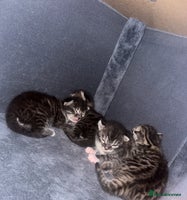 Bengal cats - Advert 2