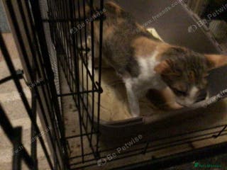 Oriental cats Red Oriental Bi Colour female for sale - Advert 10