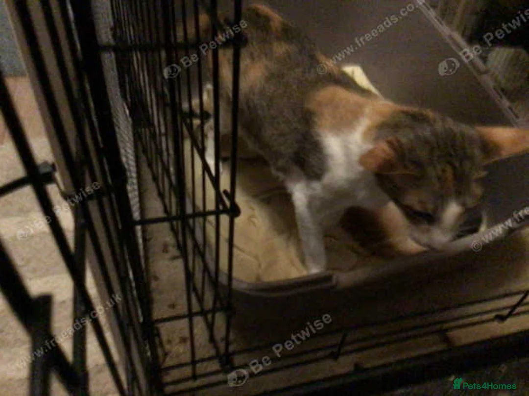 Oriental cats for sale: Red Oriental Bi Colour female for sale - Advert 1